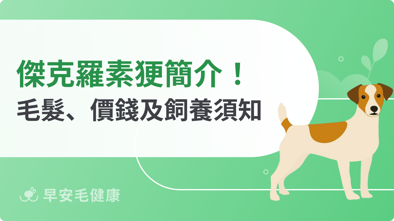 傑克羅素㹴怎麼養?個性、毛髮外觀、遺傳疾病、購買與領養小百科