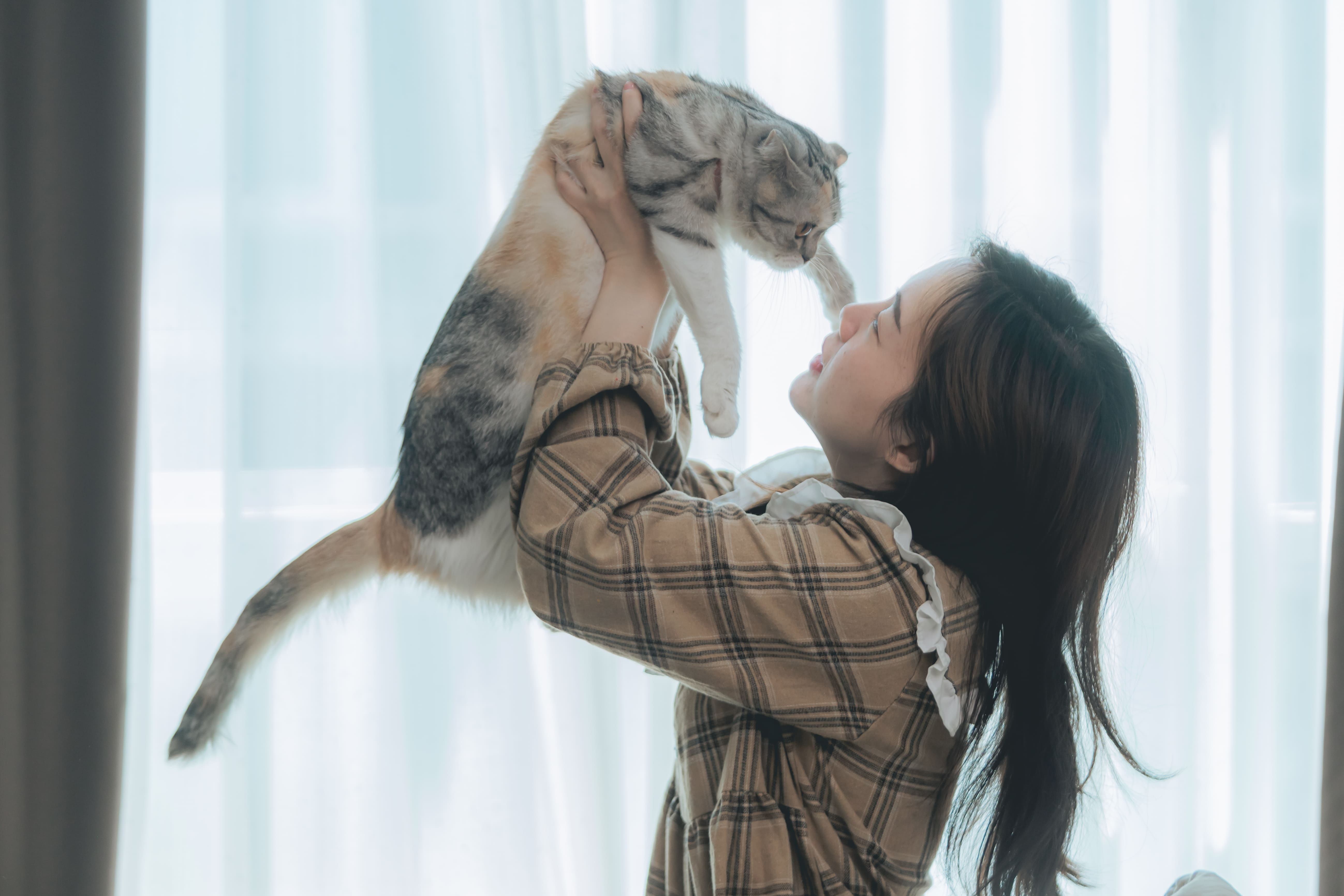 8.complete-guide-to-spay-female-cats-1