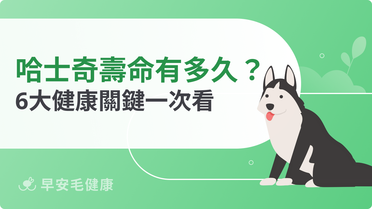 哈士奇壽命有多久?影響哈士奇壽命的6大健康關鍵