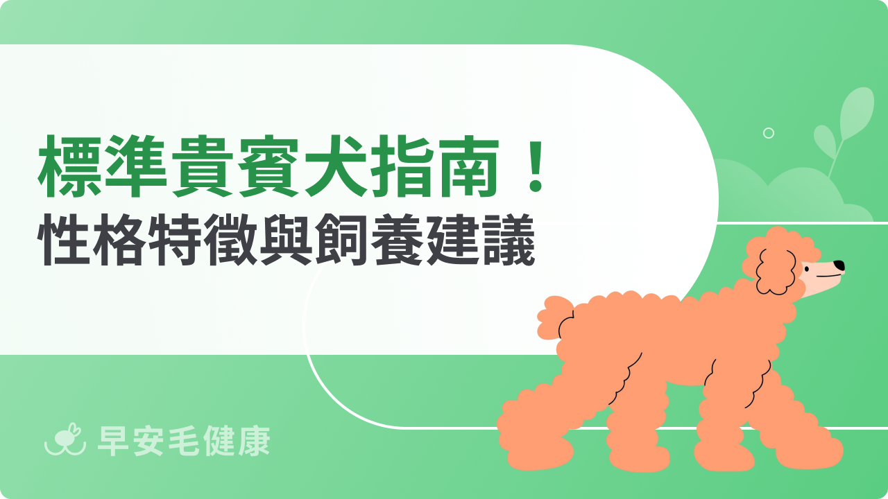 標準貴賓犬體型多大?性格特徵與飼養建議一次看