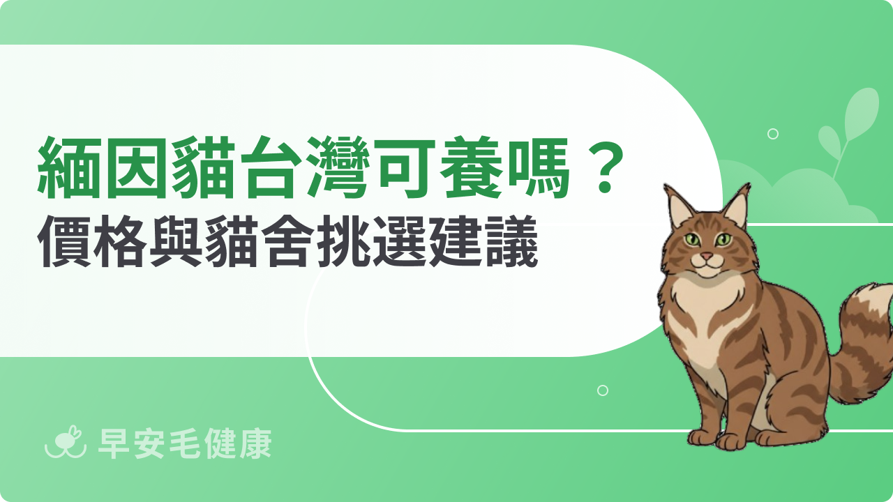 緬因貓台灣可以養嗎?台灣緬因貓價格與貓舍挑選建議