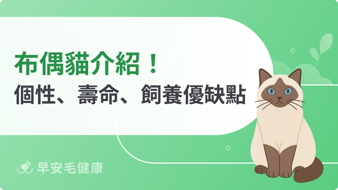 布偶貓介紹!個性、外型、壽命、飼養優缺點總整理