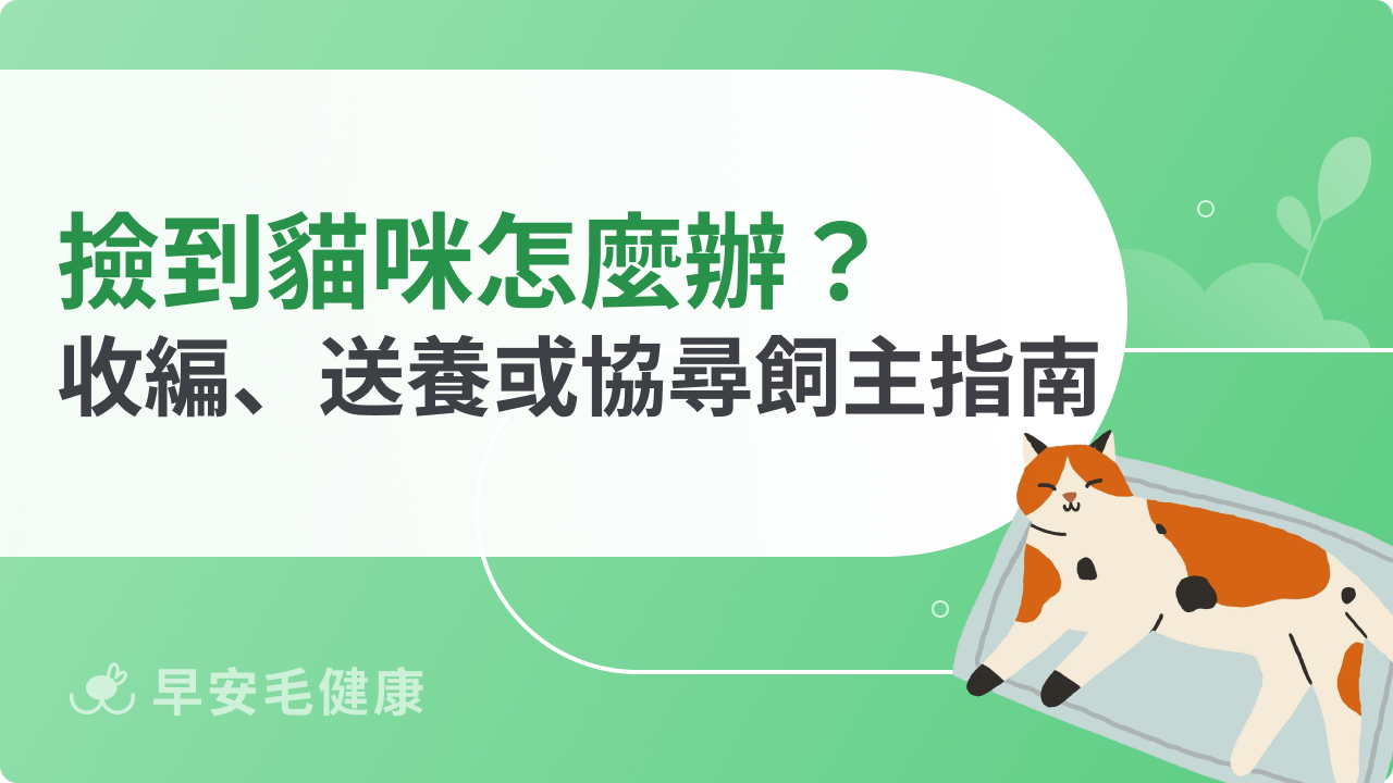 撿到貓咪怎麼辦?收編、送養或協尋飼主完整指南