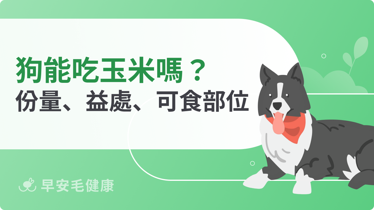 狗可以吃玉米嗎?玉米梗、玉米粒差在哪?正確餵食指南