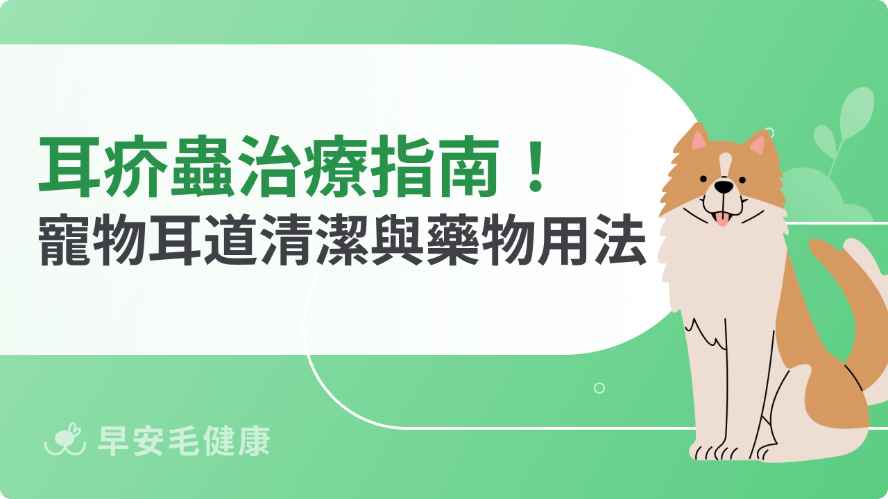 耳疥蟲治療從哪開始?快速掌握寵物耳道清潔與藥物用法