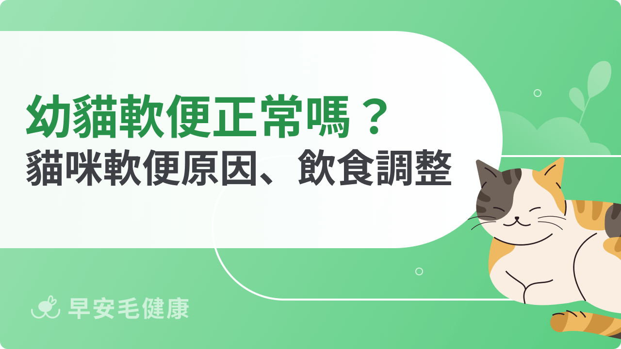 幼貓軟便正常嗎?盤點貓咪軟便原因、飲食調整策略
