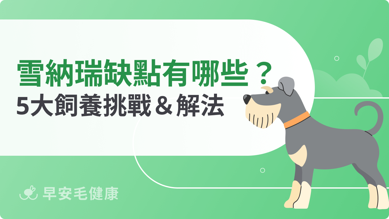 雪納瑞缺點有哪些?統計飼主最常遇到的5大挑戰+解法