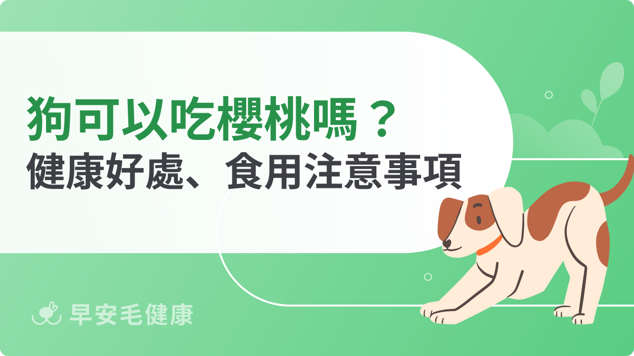狗可以吃櫻桃嗎?吃錯恐致命?餵食前必看安全指南