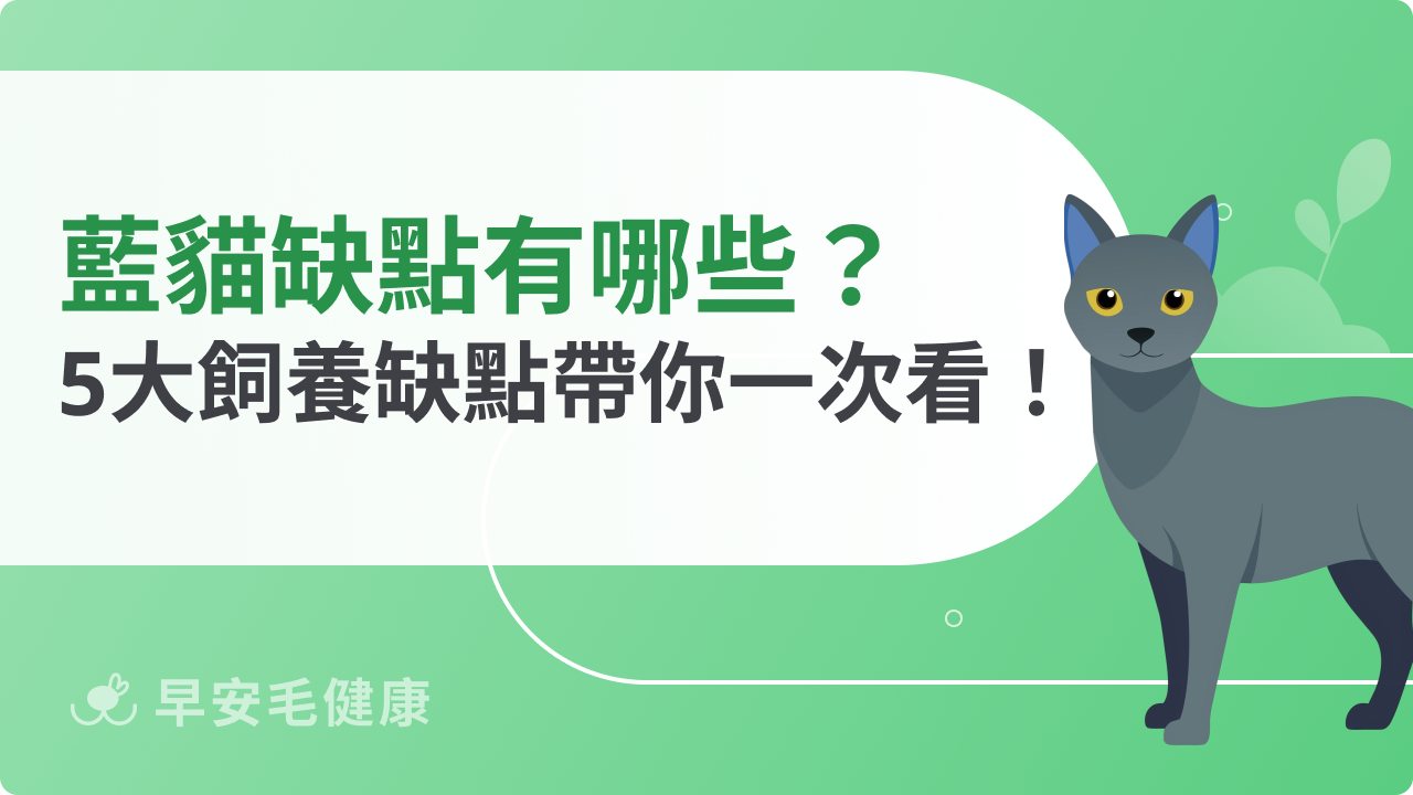 藍貓缺點你不得不知!不是「省事毛孩」,飼養前這些準備先做好