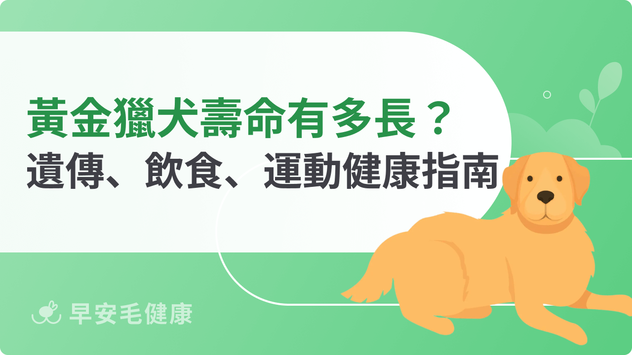 黃金獵犬壽命有多長?從遺傳、飲食到運動的飼主必看指南