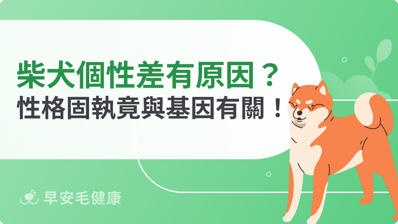 柴犬個性如何?為何都說柴犬個性差?認識柴柴性格固執原因