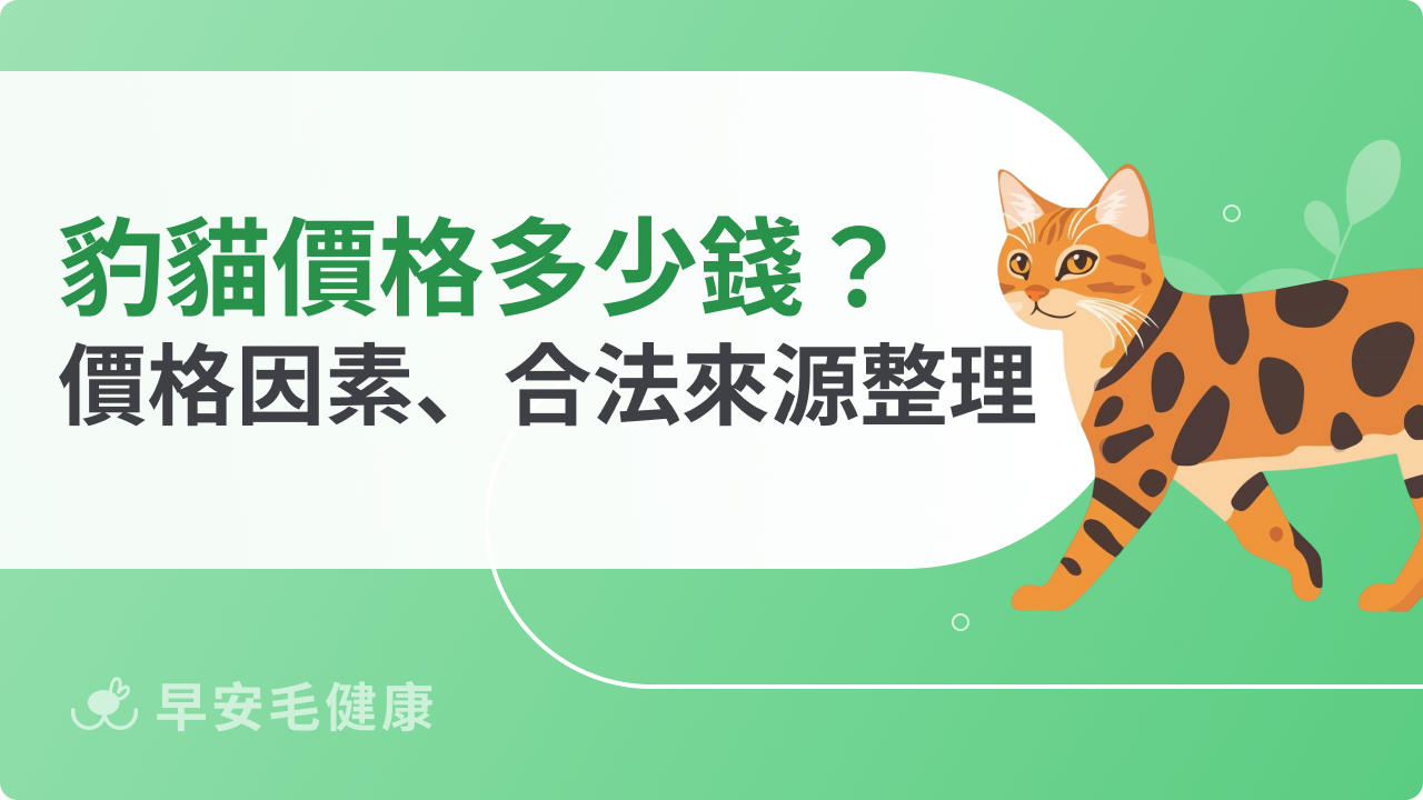 豹貓價格多少?影響售價因素、合法來源一次看懂