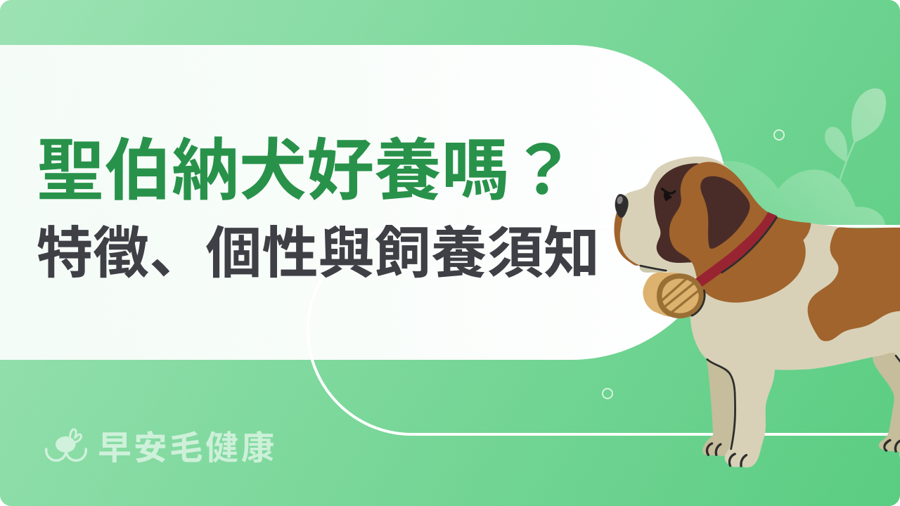 聖伯納犬好養嗎?個性、壽命、價格與飼養須知