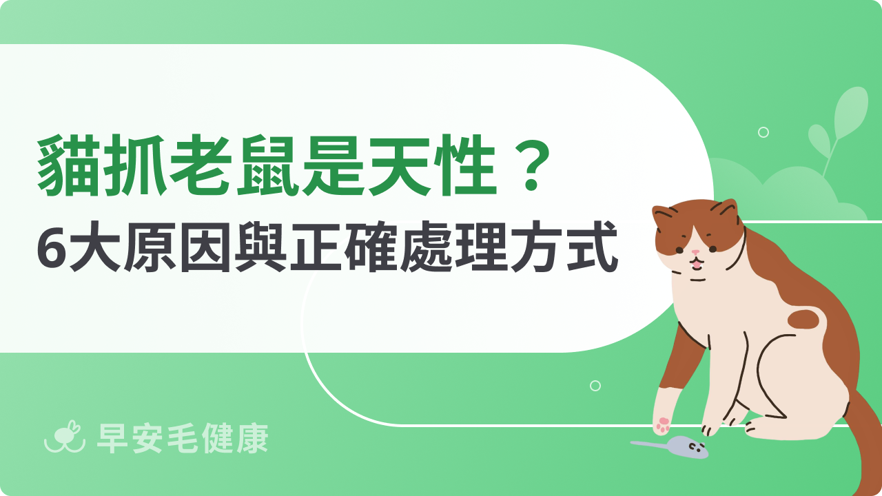 貓抓老鼠是天性嗎?揭露6大原因與正確處理方式!