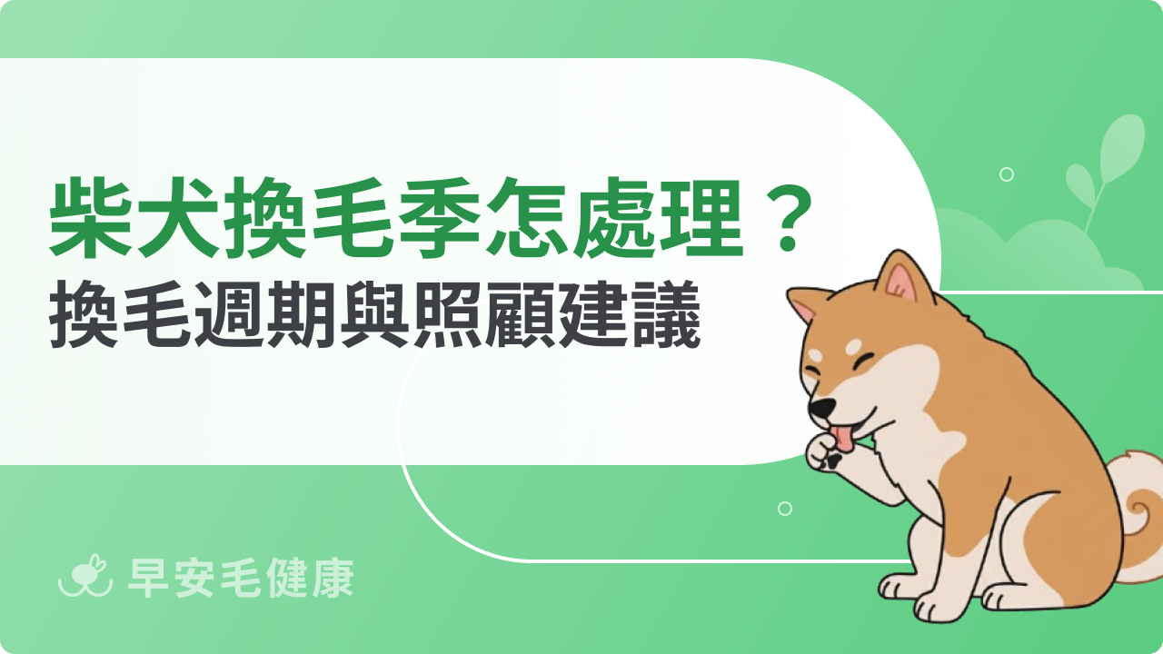 柴犬換毛季節怎麼處理?四季換毛週期與照顧建議