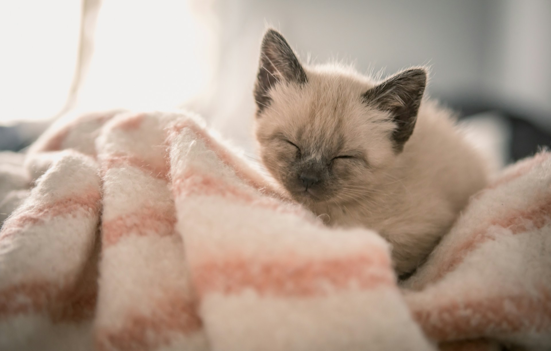 212. AI - siamese-cat-colors-4