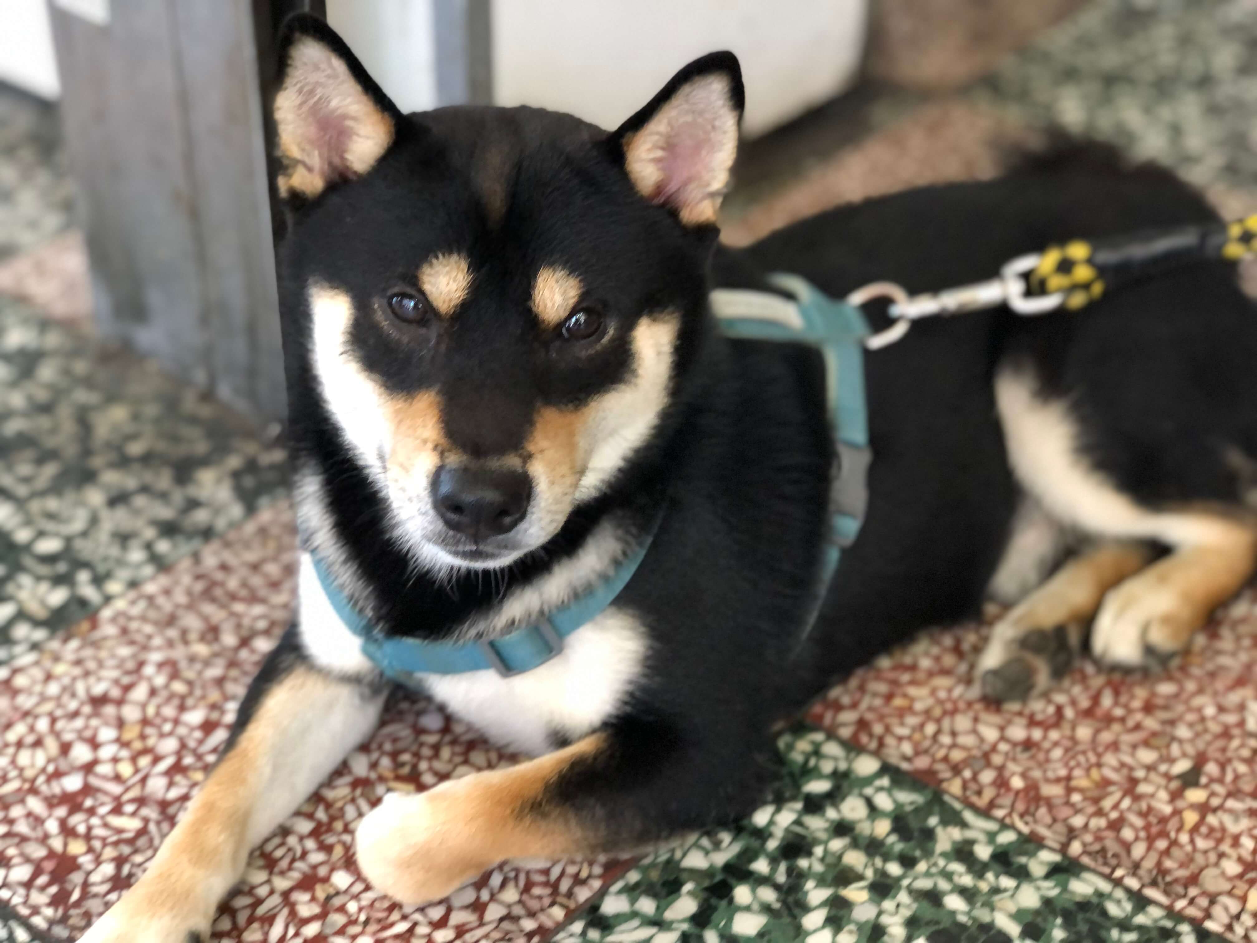 3.shiba-inu-guide-4