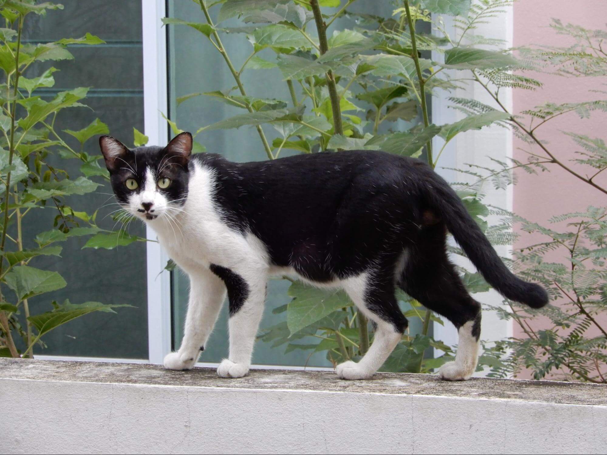 258. AI - bicolor-cat-vs-tuxedo-cat-1