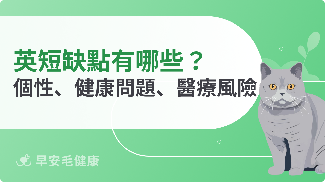 英國短毛貓缺點有哪些?個性、健康問題、醫療風險一次看
