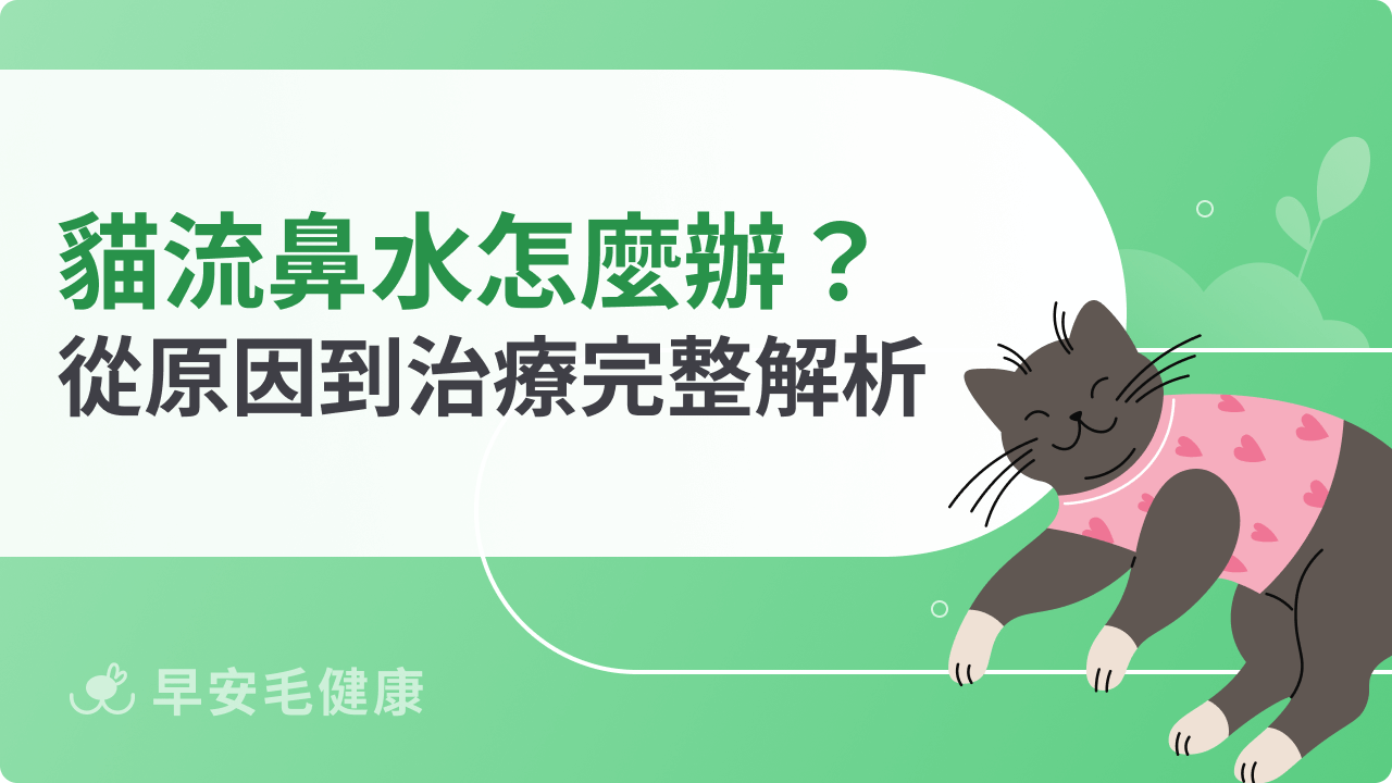 貓流鼻水怎麼辦?從原因到治療完整解析