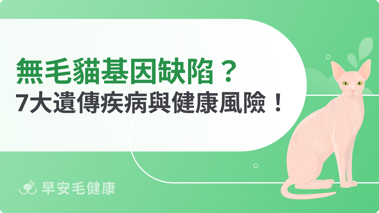 無毛貓基因缺陷有哪些？常見遺傳疾病與健康風險解析