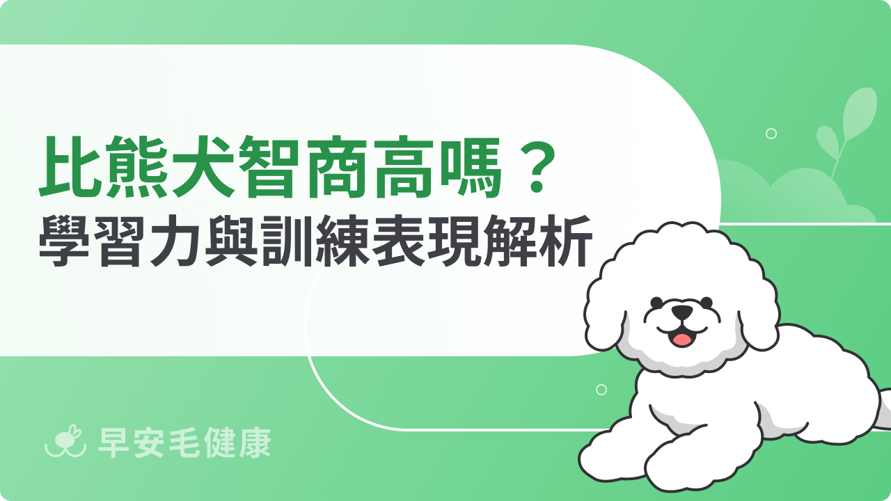 比熊犬智商高嗎?排名第幾名?學習力與訓練表現完整解析