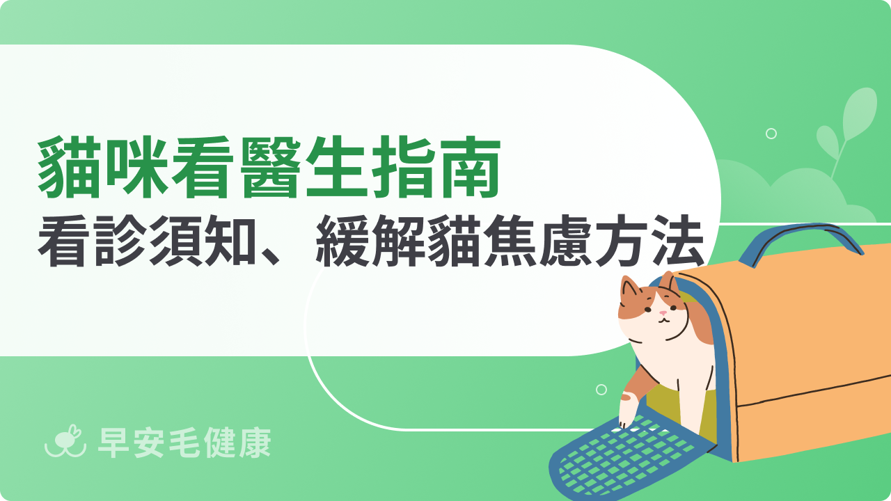 貓咪看醫生指南:初次看診須知、緩解貓咪焦慮的方法分享