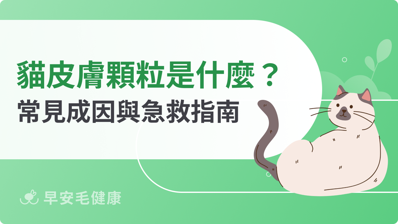 貓皮膚顆粒是怎麼回事?常見成因與急救指南