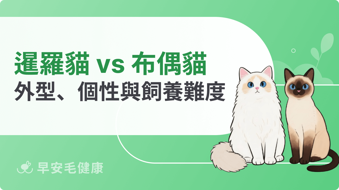 暹羅貓布偶貓差在哪?外型、個性與飼養難度一次看