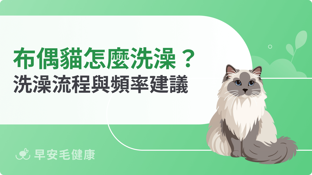 布偶貓洗澡要注意什麼?新手必讀洗澡流程與頻率建議
