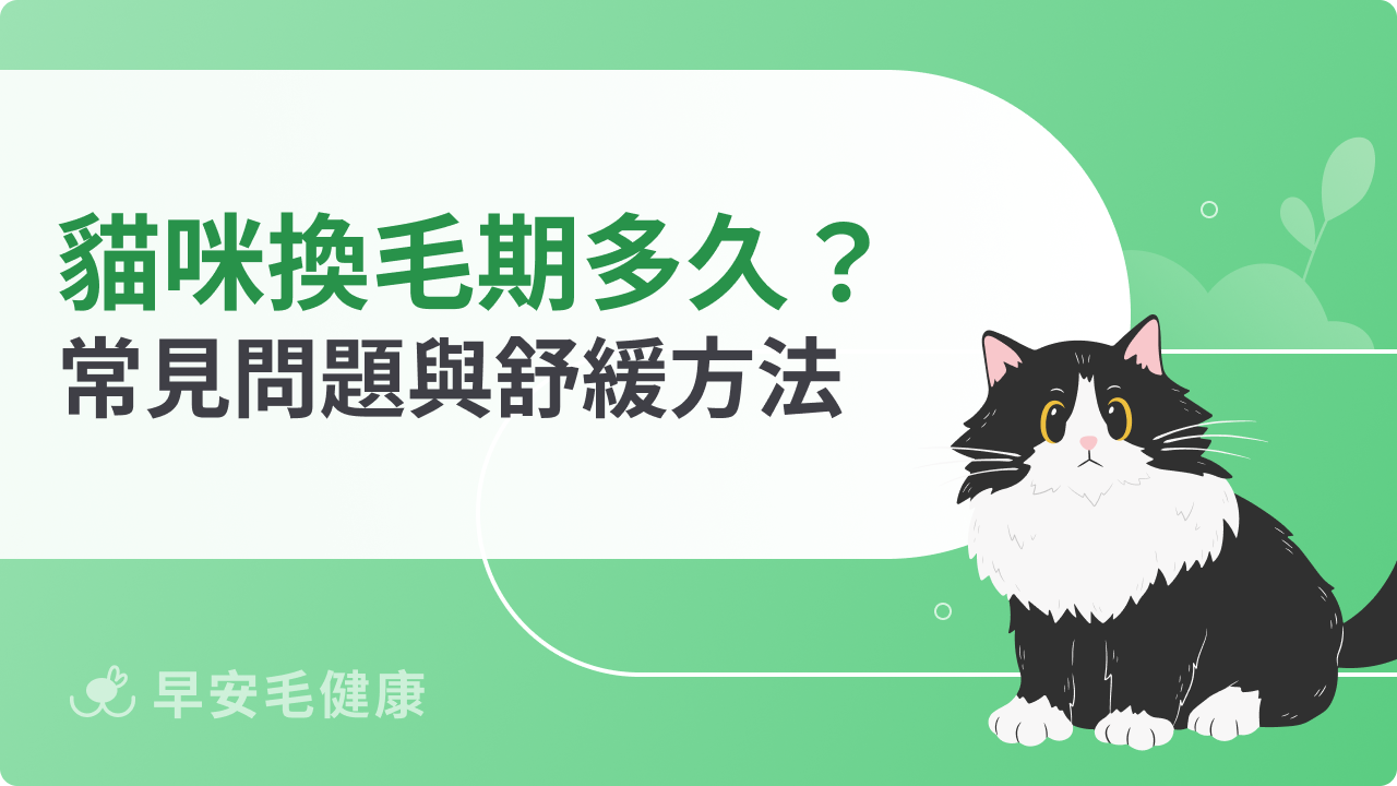 貓咪換毛期多久?掉毛時間、常見問題與舒緩方法