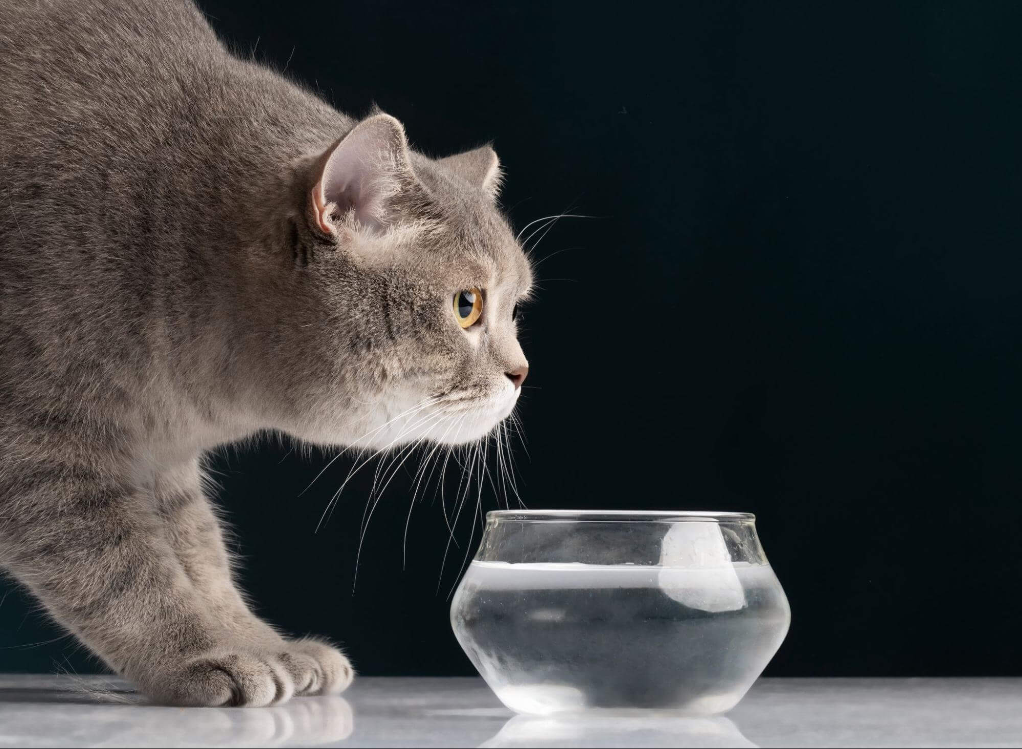 123. AI - old-cat-wont-eat-only-drinks-water-1