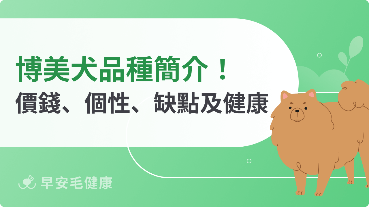 博美犬飼養指南:價格、個性、遺傳疾病與日常照護全解析