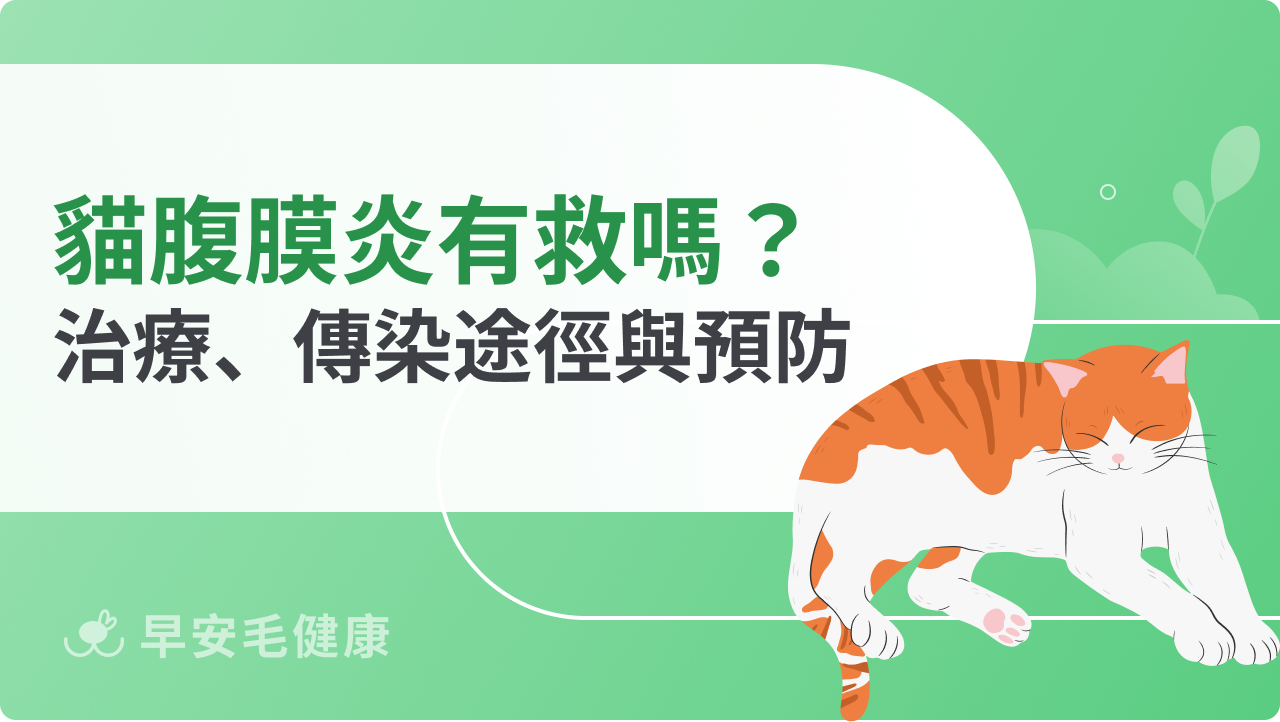 貓傳染性腹膜炎有救嗎?獸醫談貓腹膜炎治療、傳染途徑與預防