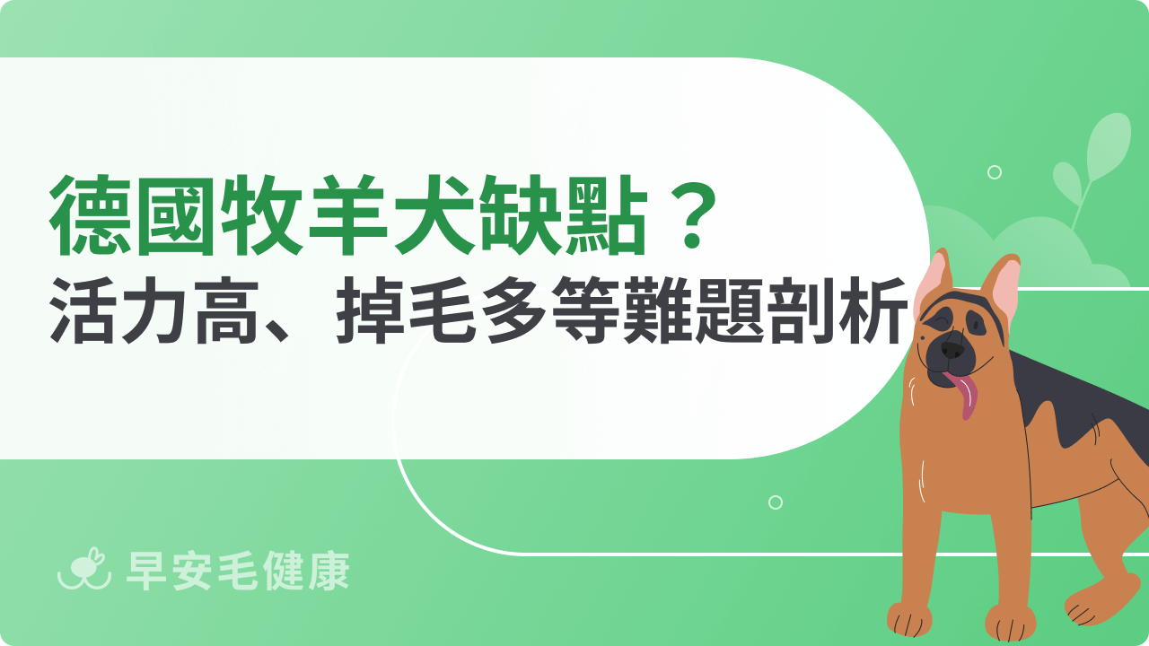 德國牧羊犬缺點剖析:高能量+掉毛多,你準備好了嗎?