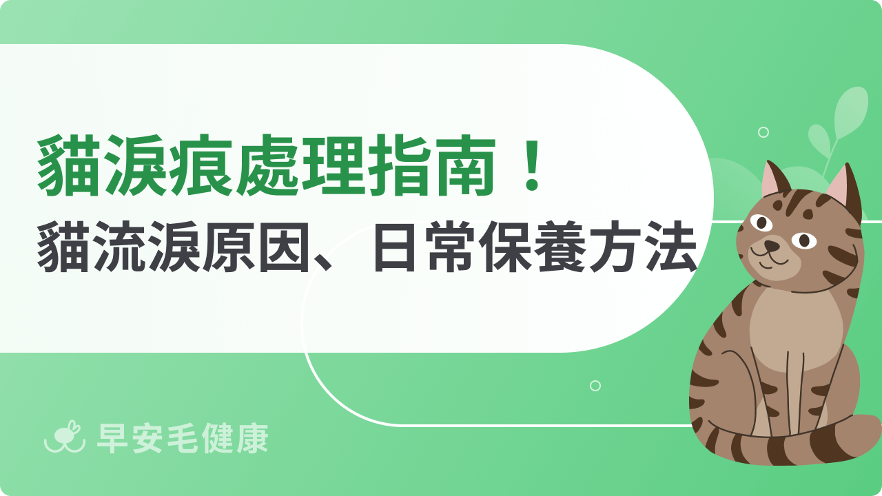 貓淚痕處理指南:帶你認識貓咪流淚原因、日常保養方法