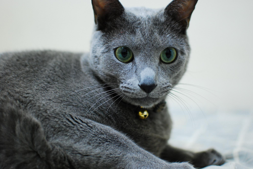 俄羅斯藍貓睜大眼睛