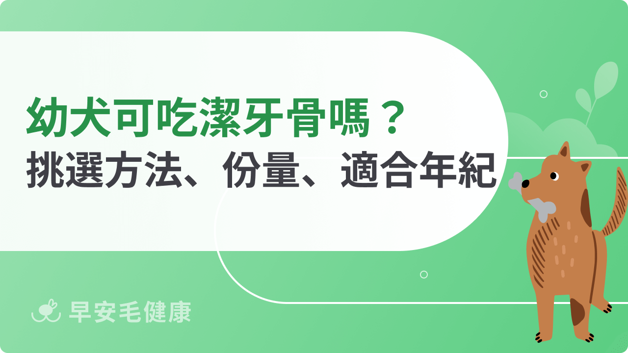 幼犬換牙可以吃潔牙骨嗎?安全餵食方法與口腔護理重點