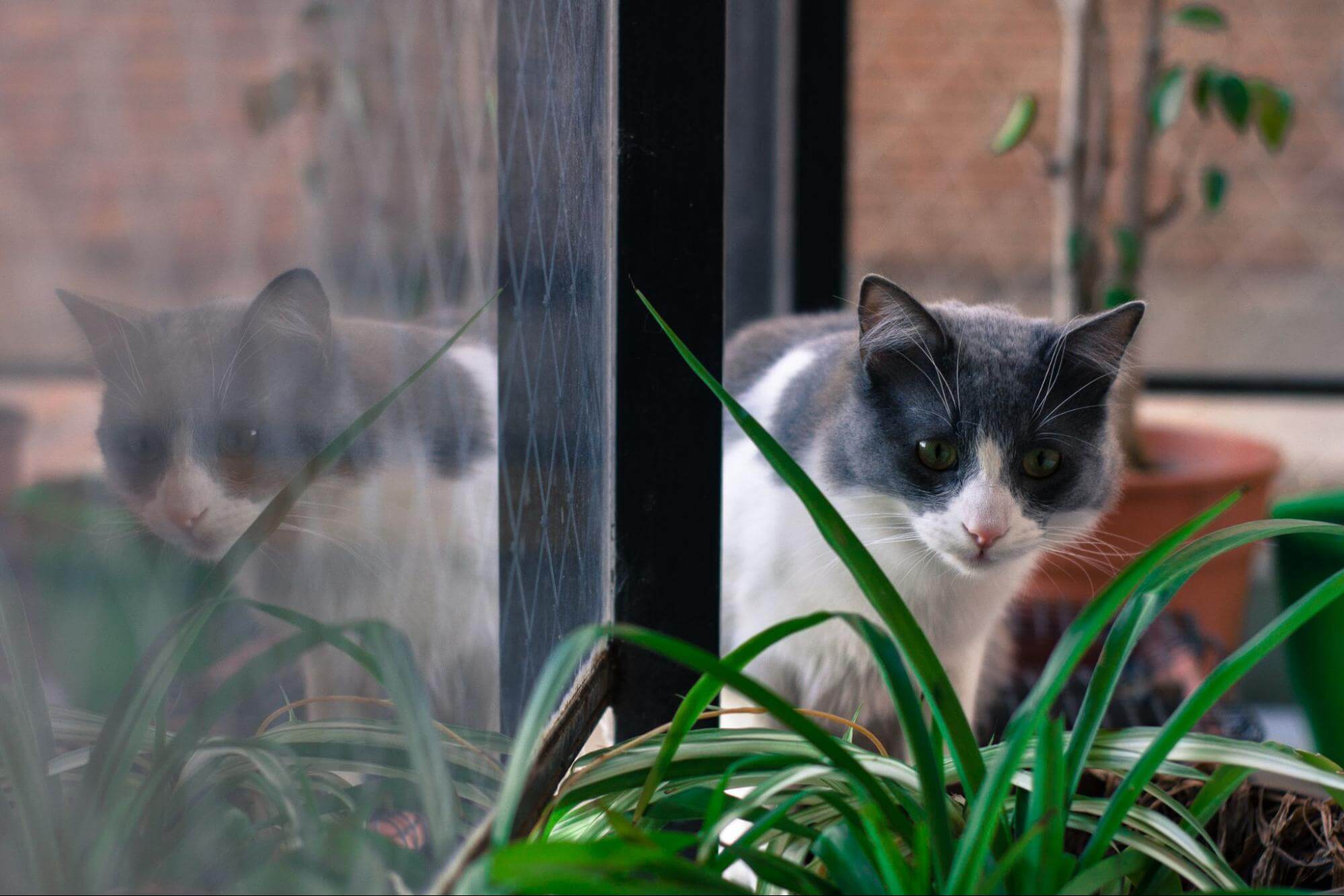 11. AI-can-cats-touch-mugwort-1