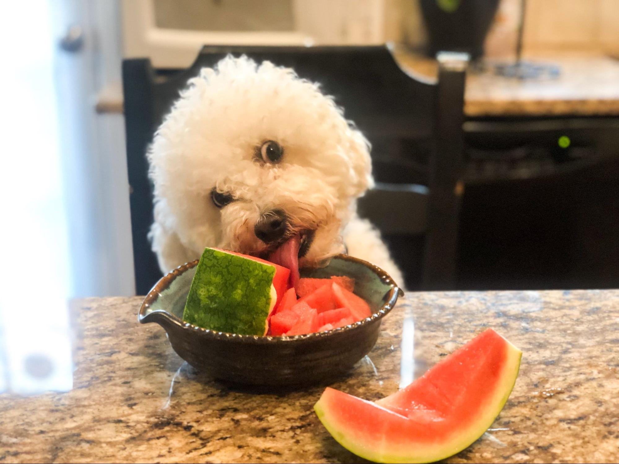 187. AI - can-dogs-eat-watermelon-1