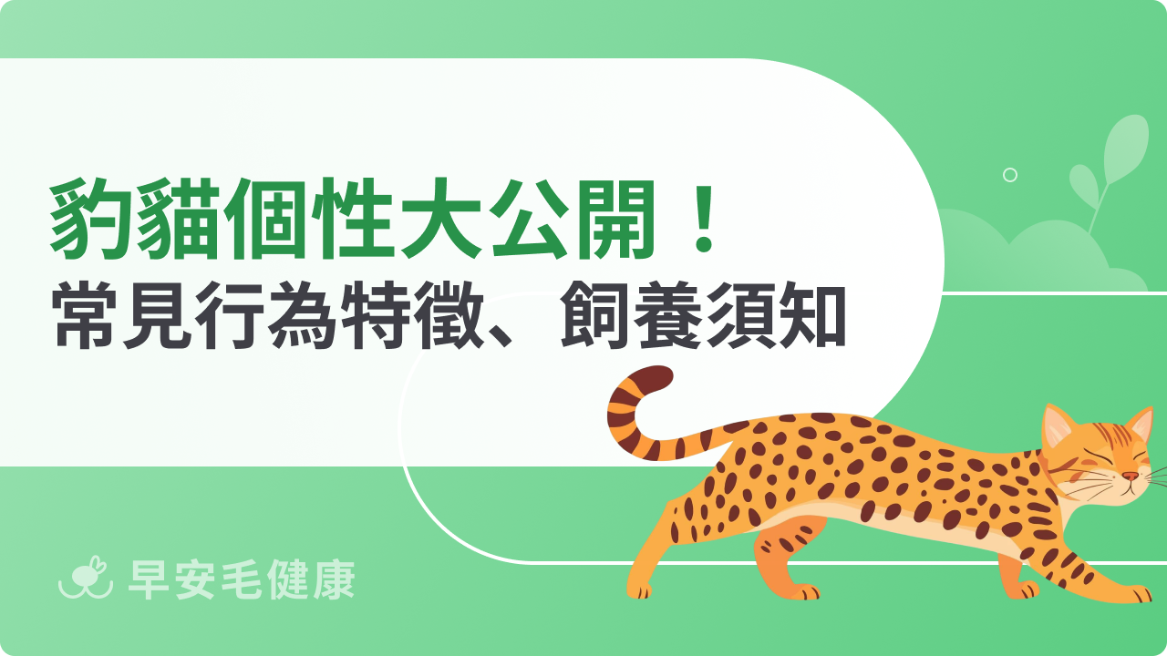 豹貓個性大公開！常見行為特徵與飼養前必知重點