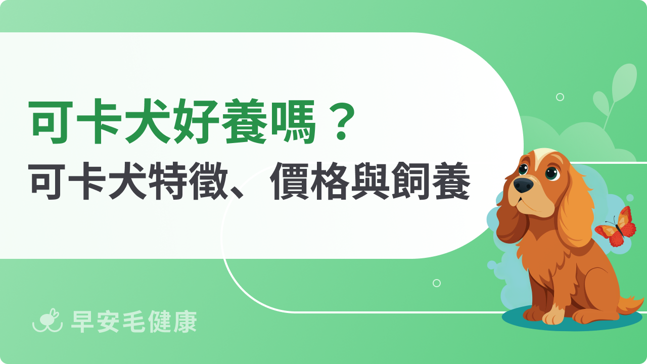可卡犬好養嗎？美國、英國可卡犬特徵、價格與飼養須知一次懂！