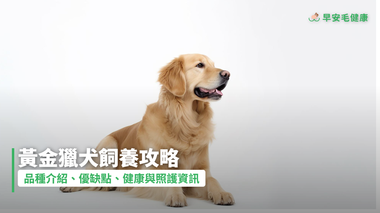 黃金獵犬飼養全攻略!金毛缺點、價格、照顧重點一次看