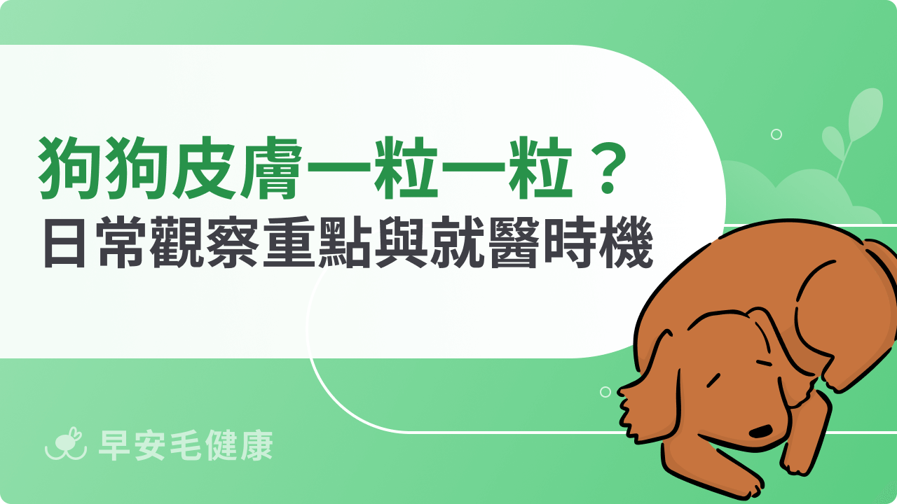 狗狗皮膚一粒一粒需要看醫生嗎?日常觀察重點與就醫時機
