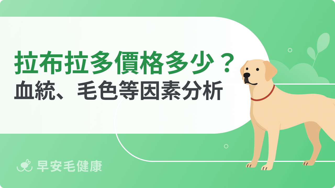 拉布拉多價錢全攻略:血統、毛色、管道3大影響因素一次解說