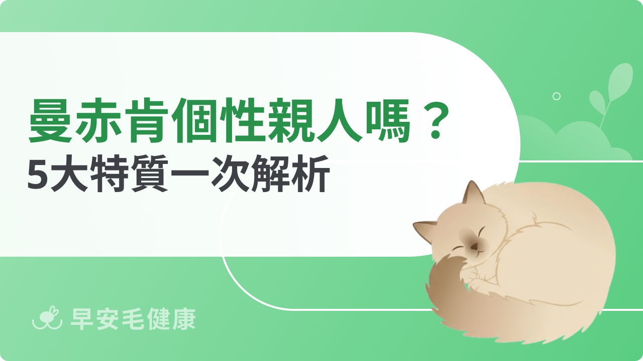 曼赤肯個性懶還是親人?5大特質一次解析