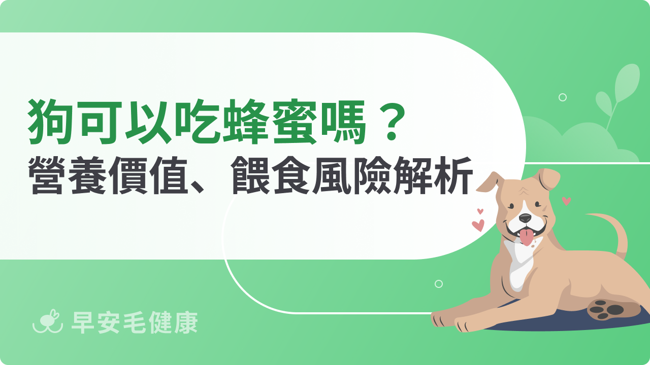 狗可以吃蜂蜜嗎?營養價值、餵食風險解析