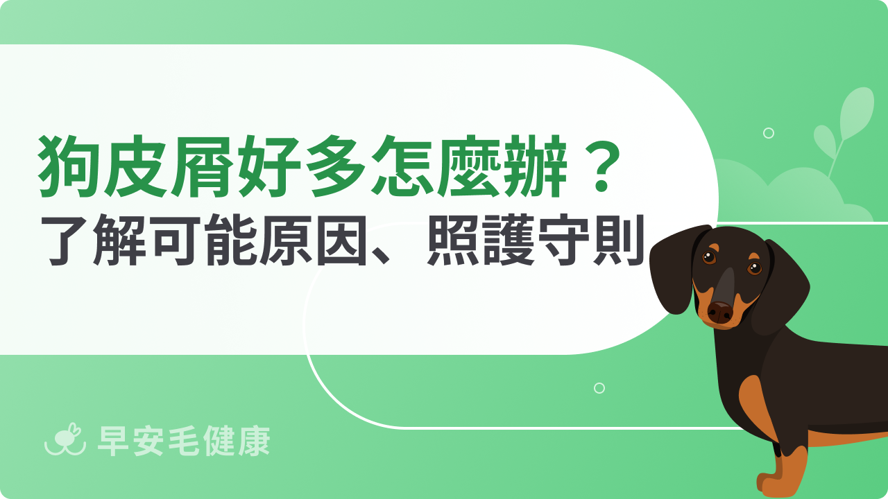 狗狗皮屑好多該怎麼辦?了解可能原因、照護守則,讓毛孩恢復健康毛髮!