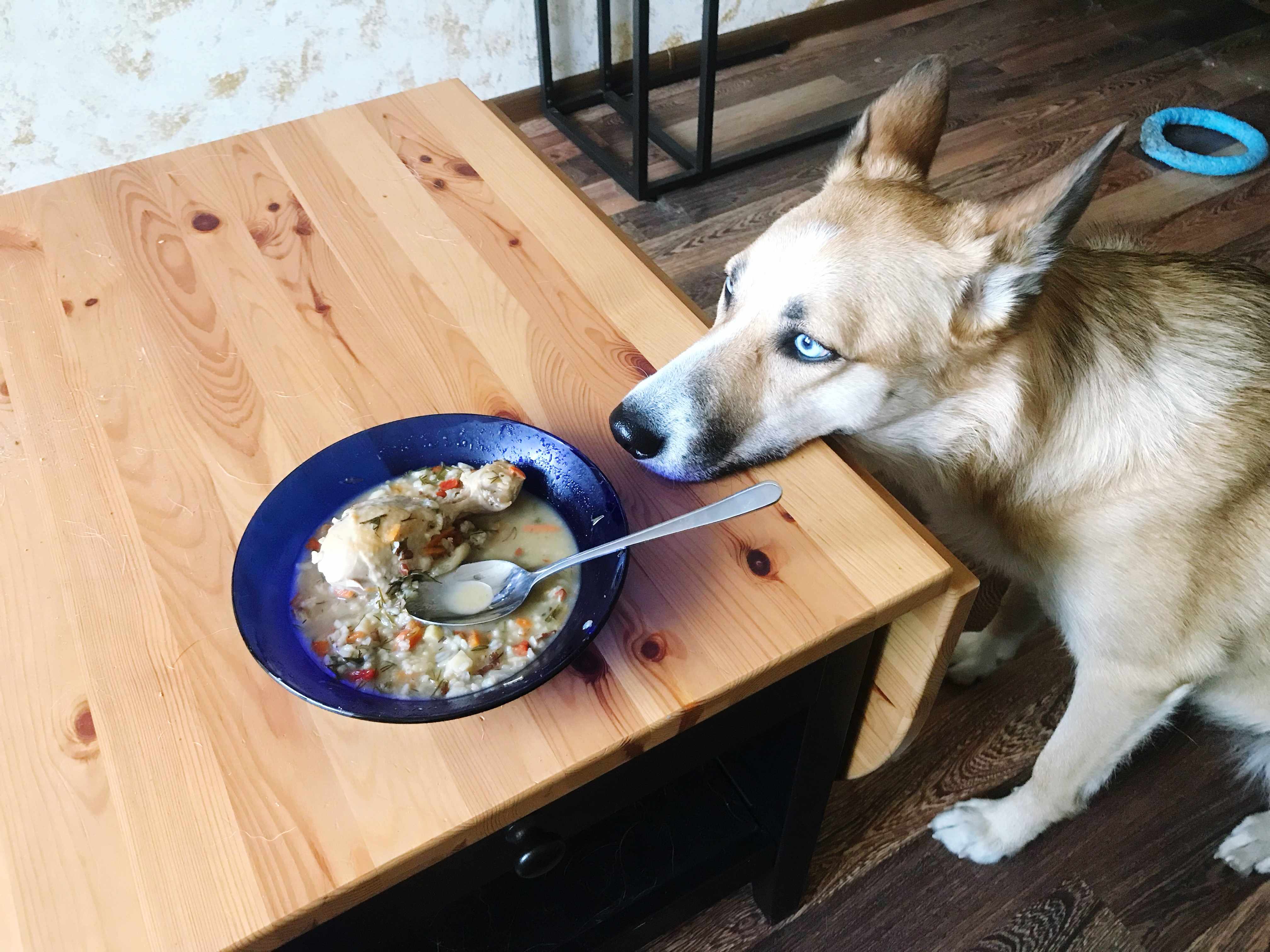 25. foods-dogs-cant-eat-3