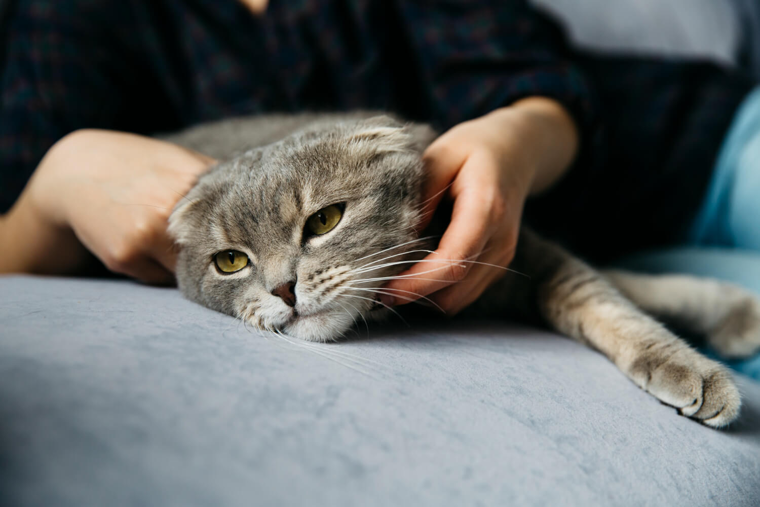 6.mountainvet-cat-feline-infectious-peritonitis-2